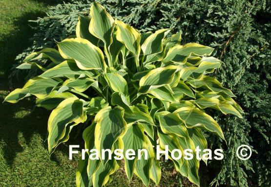 Hosta Waving Winds